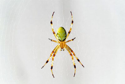 Green Orb Weaver Spider on Web