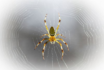 Green Lynx Spider on Web