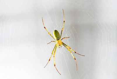 Green Lynx Spider on Web