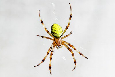Green-striped spider on web