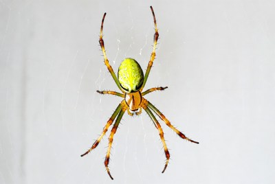 Green Orb Weaver Spider on Web