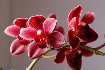 Pink Phalaenopsis Orchids on Stem