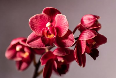Pink Phalaenopsis Orchids on Stem