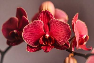 Red Phalaenopsis Orchid Bloom