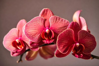 Pink Phalaenopsis Orchids Blooming