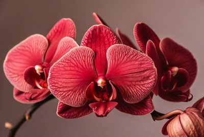 Red Phalaenopsis Orchids Blooming