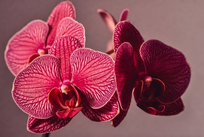 Pink Phalaenopsis Orchids Blooming