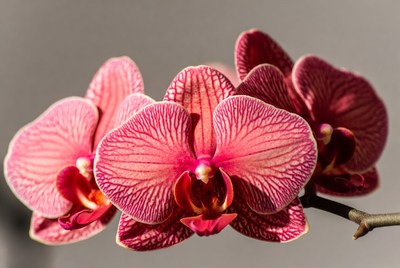 Pink Phalaenopsis Orchids on Gray Background