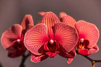 Vibrant Pink Phalaenopsis Orchids Blooming