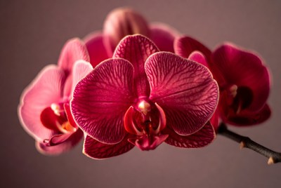Pink Phalaenopsis Orchid Blooms