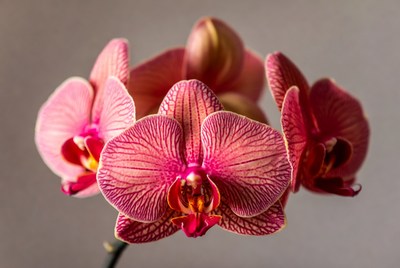 Pink Phalaenopsis Orchids Blooming Closeup