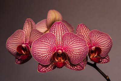Pink Phalaenopsis Orchids on Stem
