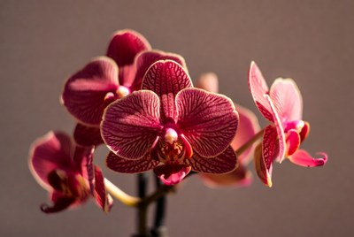 Pink Phalaenopsis Orchids Blooming