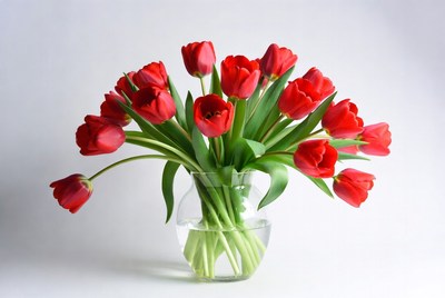 Red Tulips in Glass Vase