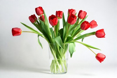 Red tulips in clear glass vase