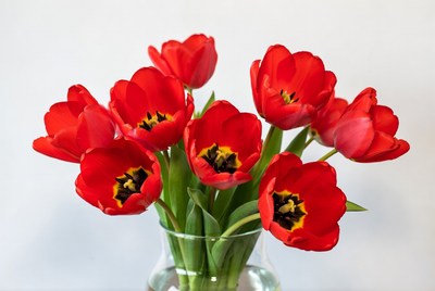 Red Tulips in Clear Vase