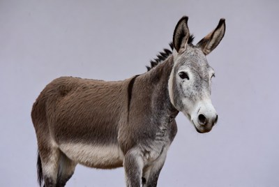 Gray donkey on plain background