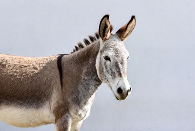 Gray donkey with erect ears