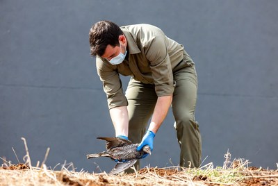 Man holding injured bird with gloves