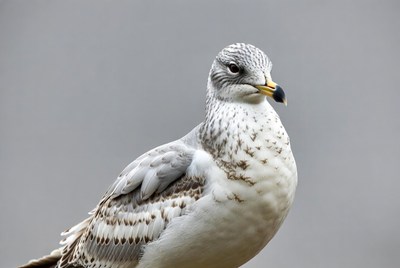Gray gull with yellow beak
