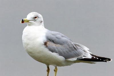 Gray gull standing on gray background