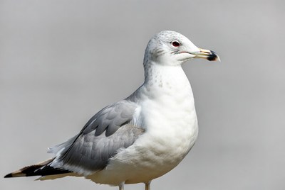 Gray gull standing on white background