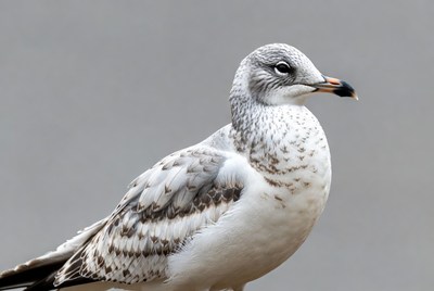 Gray Gull on Isolated Background