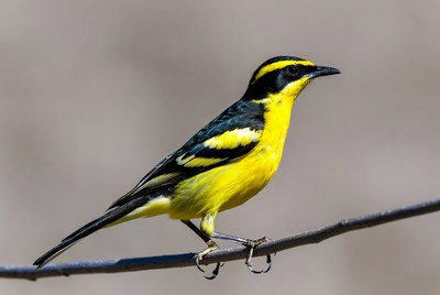 Yellow Wagtail Bird on Branch