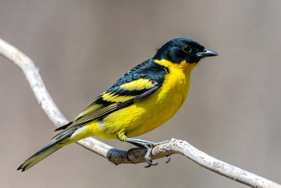 Yellow-headed Blackbird on branch