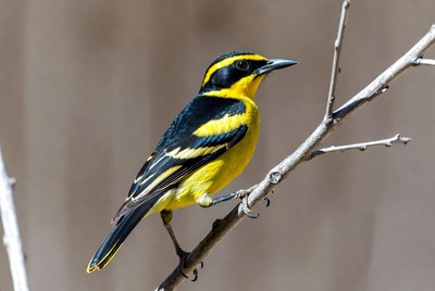 Golden-fronted Leafbird on branch