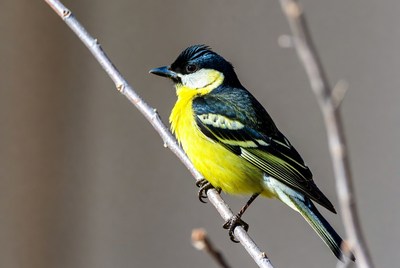 Great Tit perched on branch