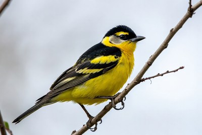 Yellow-throated Warbler on Branch
