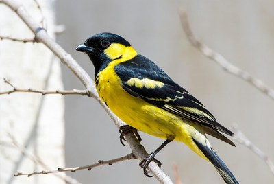Yellow-rumped Cacique perched on branch