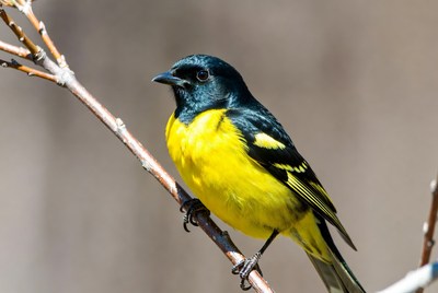Yellow-rumped Warbler on branch