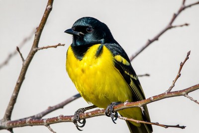 Yellow-headed Blackbird perched on branch