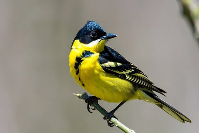 Yellow-breasted Chat on Branch