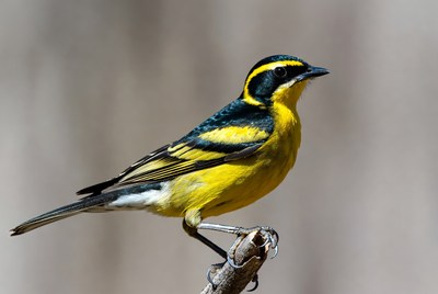Yellow-throated Chat perched on branch