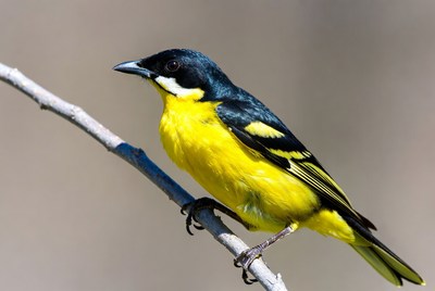 Yellow and black friarbird perched on branch