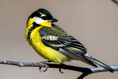 Great Tit perched on branch