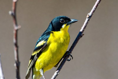Black-headed Oriole Perched on Branch