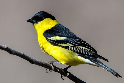 Yellow-headed Blackbird perched on branch