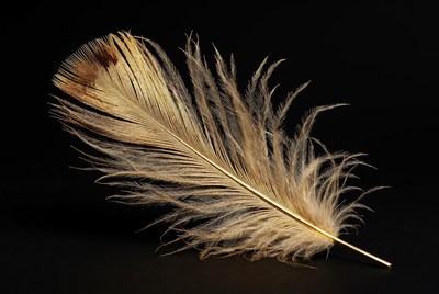 Golden ostrich feather on black background