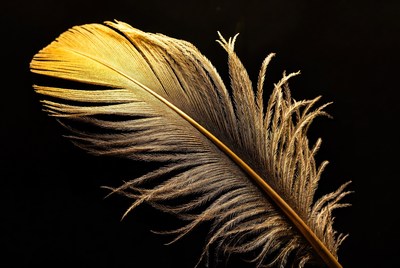Golden feather on black background