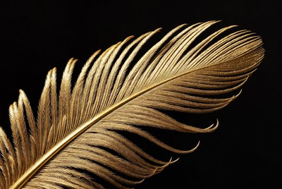 Golden Feather on Black Background