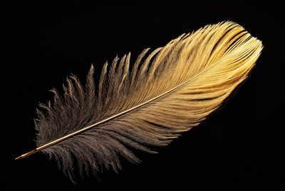 Golden feather on black background