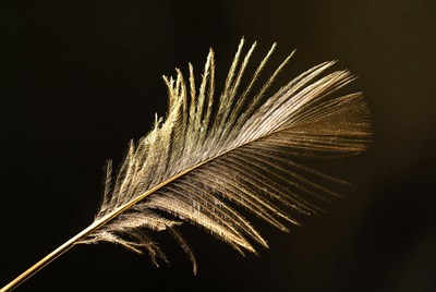 Golden feather on black background