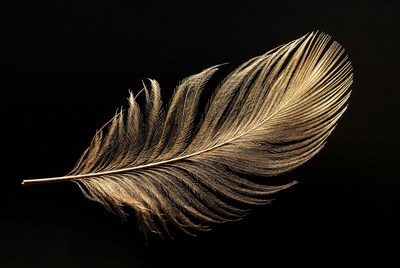 Golden feather on black background