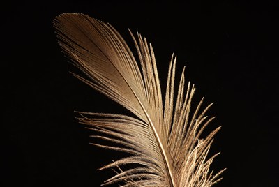 Brown feather on black background