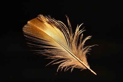 Golden feather on black background