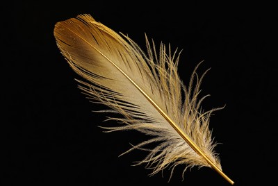 Golden feather on black background